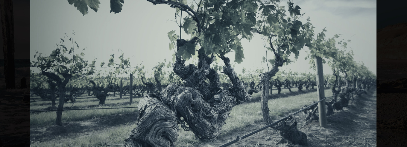 RockBare vineyards